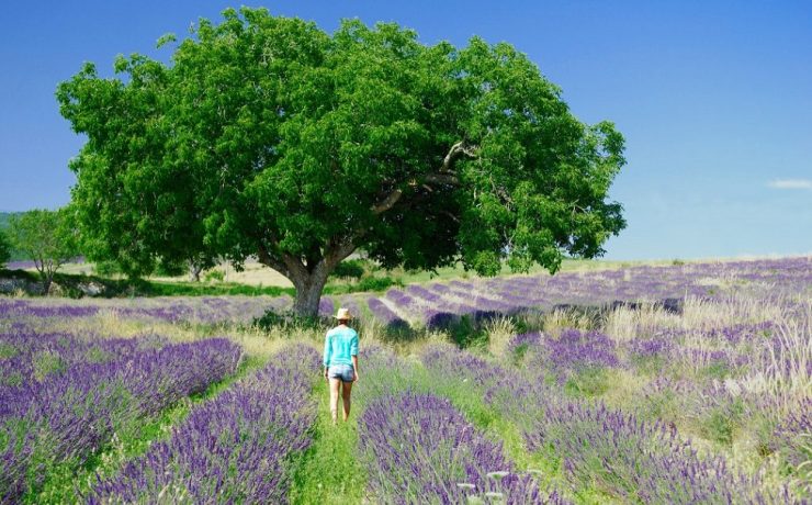 Lavendel wandelroute bij Sault, Drome
